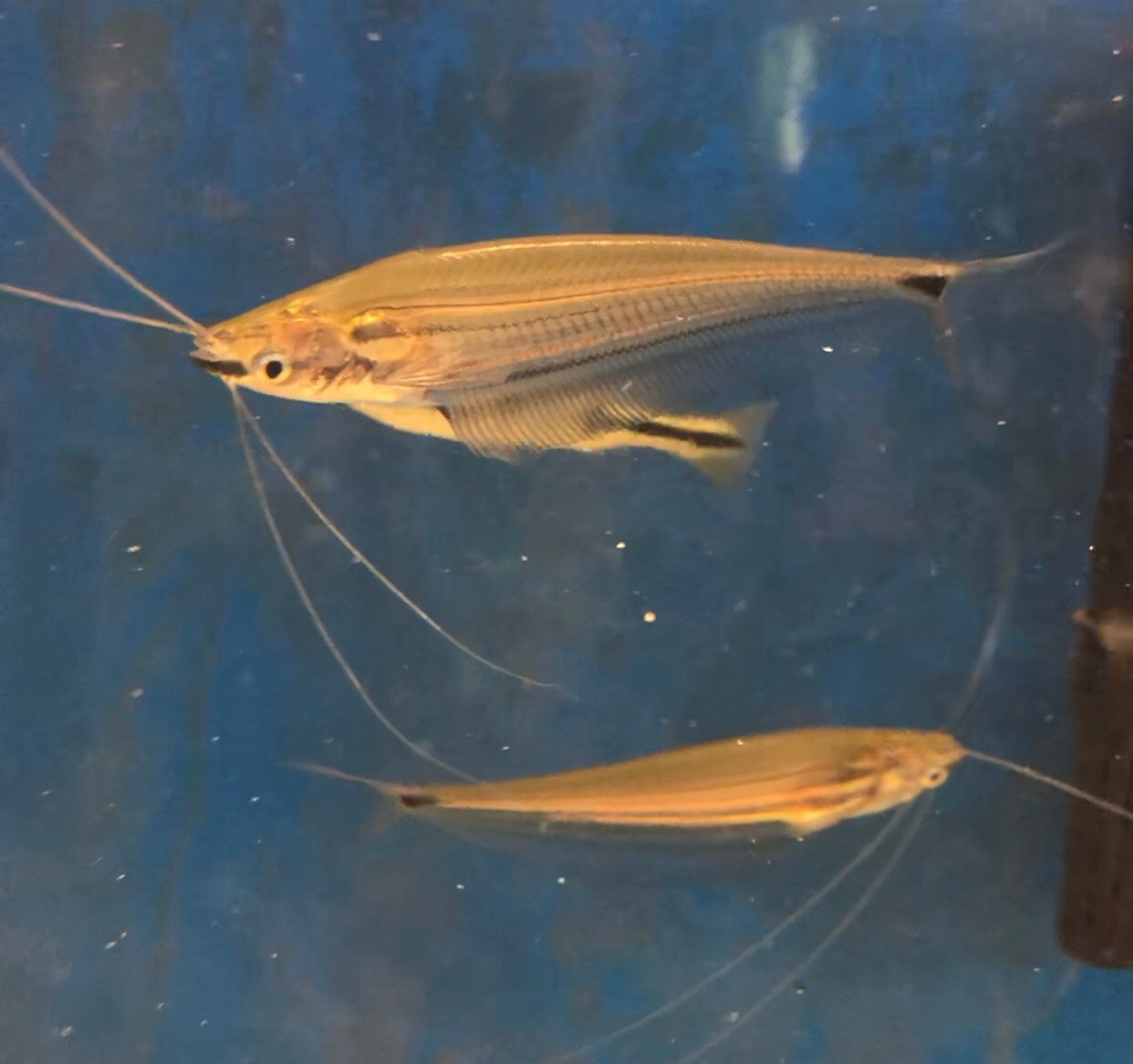 Glass Catfish (Kryptopterus bicirrhis)