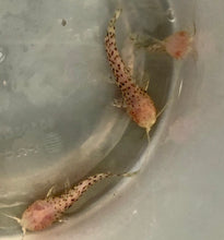 Load image into Gallery viewer, Albino Marbled Hoplo Catfish (Megalechis thoracata)