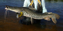 Load image into Gallery viewer, Tigrinum Shovelnose Catfish (Pseudoplatystoma tigrinum)