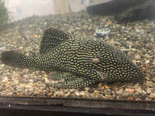 Load image into Gallery viewer, L330 Watermelon Royal Pleco (Panaque nigrolineatus laurafabianae)