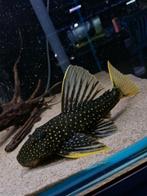 Load image into Gallery viewer, Golden Sailfin Luteus Pleco (Hypostomus luteus)