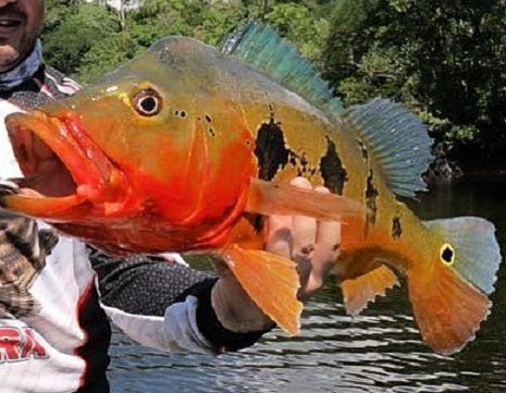 Fogo Peacock Bass (Cichla marinae)