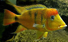 Load image into Gallery viewer, Yellowhump Eartheater (Geophagus pellegrini)