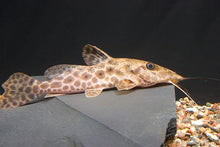 Load image into Gallery viewer, Giraffe Catfish (Auchenoglanis occidentalis)