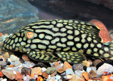Load image into Gallery viewer, L330 Watermelon Royal Pleco (Panaque nigrolineatus laurafabianae)
