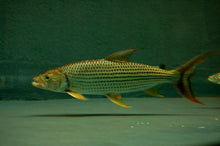 Load image into Gallery viewer, Vittatus African Tiger Fish (Hydrocynus vittatus)
