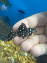 Load image into Gallery viewer, L007 / L240 Toothnose Galaxy Pleco (Leporacanthicus galaxias)