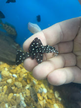 Load image into Gallery viewer, L007 / L240 Toothnose Galaxy Pleco (Leporacanthicus galaxias)