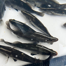 Load image into Gallery viewer, Barramundi (Lates calcarifer)