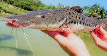 Load image into Gallery viewer, Giant Spotted Tiger Shovelnose Catfish (Pseudoplatystoma corruscans sp)