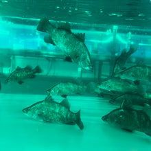Load image into Gallery viewer, Barramundi (Lates calcarifer)