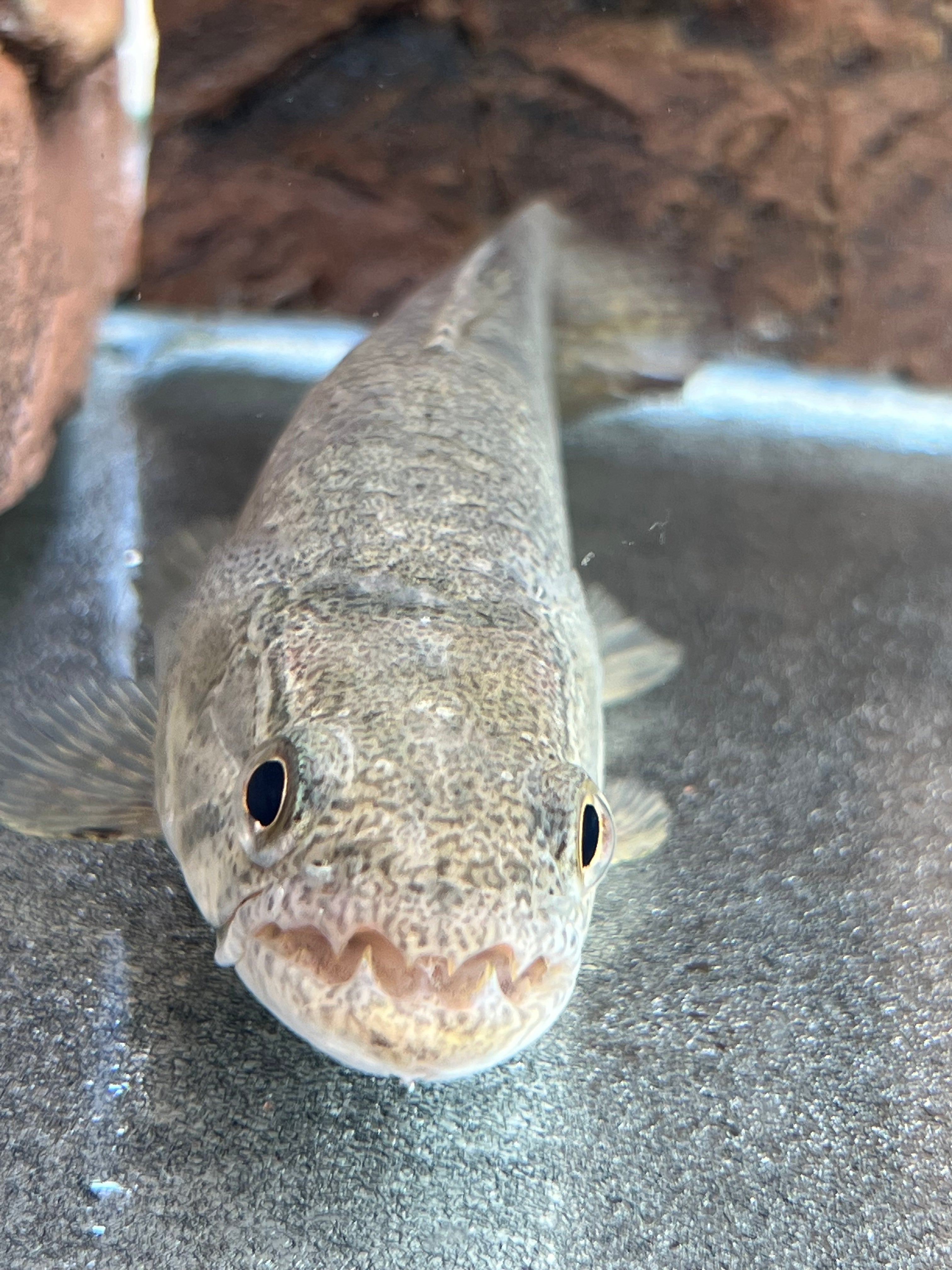 Wolf fish freshwater deals