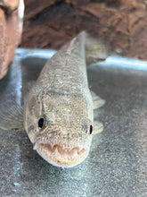Load image into Gallery viewer, Wolf Fish (Hoplias malabaricus)
