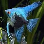 Load image into Gallery viewer, Smokey Blue Angelfish (Pterophyllum scalare sp)