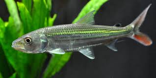 Vittatus African Tiger Fish (Hydrocynus vittatus)