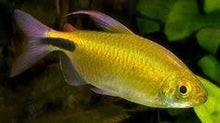 Load image into Gallery viewer, African Aleste Longfin Tetra (Brycinus longipinnis)