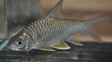 Load image into Gallery viewer, Lemon Fin Barb (Hypsibarbus wetmorei)