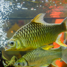 Load image into Gallery viewer, Lemon Fin Barb (Hypsibarbus wetmorei)