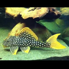 Load image into Gallery viewer, L014 Sunshine Pleco (Scobiancistrus aureautus)