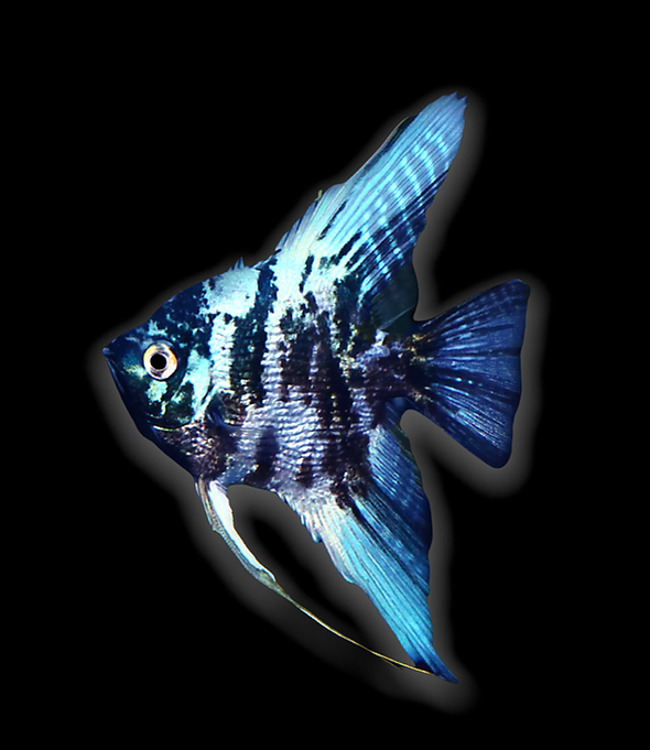 Marble Blue Angelfish (Pterophyllum scalare sp)