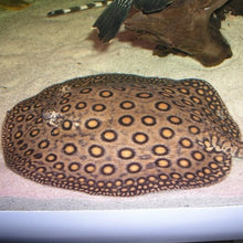 Load image into Gallery viewer, Marbled Motoro Stingray (Potamotrygon motoro)
