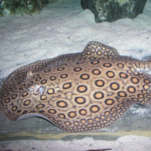 Load image into Gallery viewer, Marbled Motoro Stingray (Potamotrygon motoro)