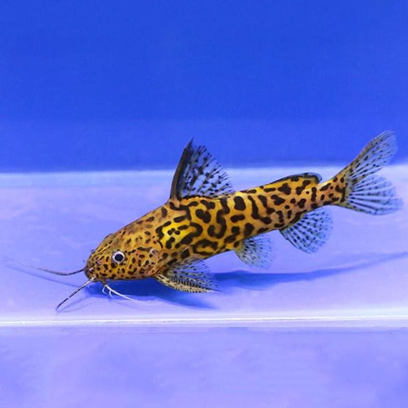 Marbled Synodontis Catfish (Synodontis schoutedeni)