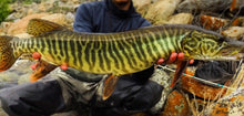 Load image into Gallery viewer, Tiger Muskie (Esox sp)