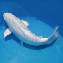 Load image into Gallery viewer, Platinum Ogon Japanese Koi Fish (Cyprinus carpio)

