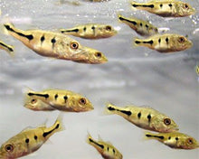 Load image into Gallery viewer, Orinoco Peacock Bass (Cichla orinocensis)