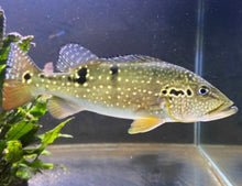 Load image into Gallery viewer, Pinima Peacock Bass (Cichla pinima)