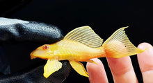 Load image into Gallery viewer, Albino Short Body Sailfin Pleco (Glyptoperichthys gibbiceps)