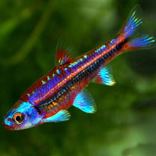 Load image into Gallery viewer, Rainbow Shiner (Notropis chrosomus)