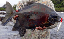 Load image into Gallery viewer, Red and Black Sailfin Pacu (Tometes siderocarajensis)