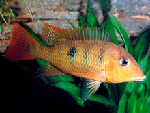 Load image into Gallery viewer, Yellowhump Eartheater (Geophagus pellegrini)
