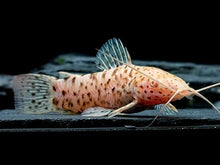 Load image into Gallery viewer, Albino Marbled Hoplo Catfish (Megalechis thoracata)