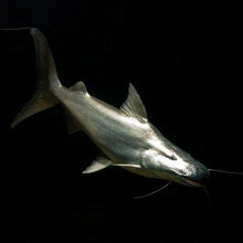 Load image into Gallery viewer, Dorado Catfish (Brachyplatystoma rousseauxii)