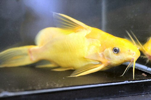 Golden Nigrita Synodontis Catfish (Synodontis nigrita)