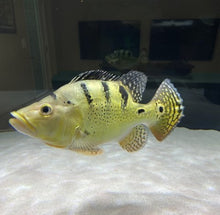 Load image into Gallery viewer, Short Body Kelberi Peacock Bass (Cichla kelberi)