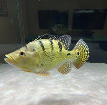 Load image into Gallery viewer, Short Body Kelberi Peacock Bass (Cichla kelberi)
