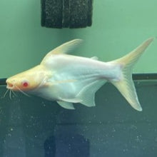 Load image into Gallery viewer, Short Body Albino Iridescent Shark (Pangasius hypophthalmus)