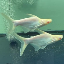 Load image into Gallery viewer, Short Body Albino Iridescent Shark (Pangasius hypophthalmus)