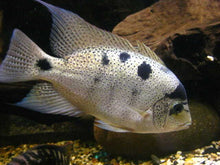 Load image into Gallery viewer, Silver Cichlid (Vieja argentea)