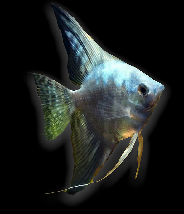 Smokey Blue Angelfish (Pterophyllum scalare sp)