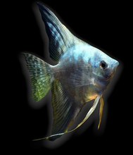 Load image into Gallery viewer, Smokey Blue Angelfish (Pterophyllum scalare sp)