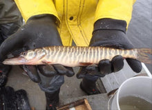 Load image into Gallery viewer, Tiger Muskie (Esox sp)