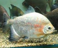 Load image into Gallery viewer, Red and Black Sailfin Pacu (Tometes siderocarajensis)
