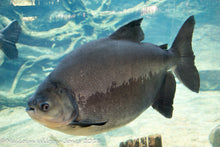 Load image into Gallery viewer, Black Pacu (Colossoma macropomum)
