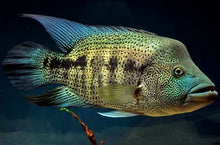 Load image into Gallery viewer, Wolf Cichlid (Parachromis dovii)