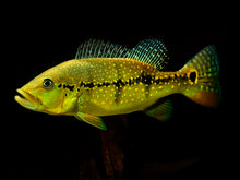 Load image into Gallery viewer, Xingu Peacock Bass (Cichla melaniae)